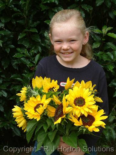 Sunflowers Rhiannon 